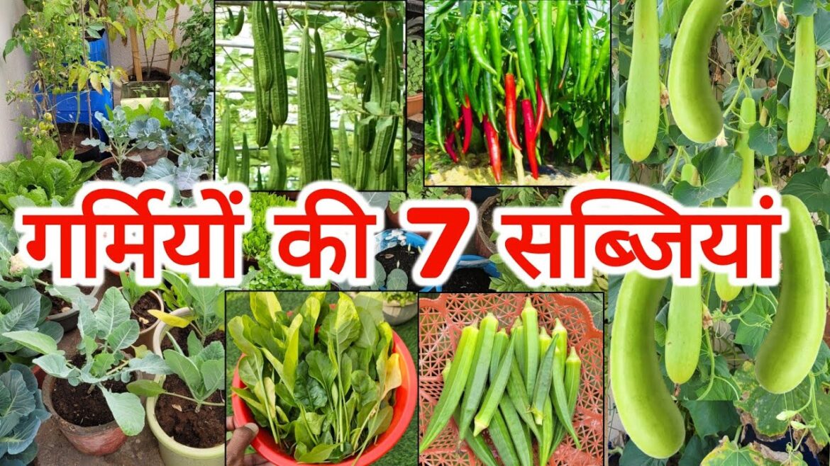 7 Summer Vegetables to Grow at Home/Garden, घर पर गर्मियों की सब्जियां कैसे उगाएं 7 Summer Vegetables to Grow at Home/Garden, घर पर गर्मियों की सब्जियां कैसे उगाएं