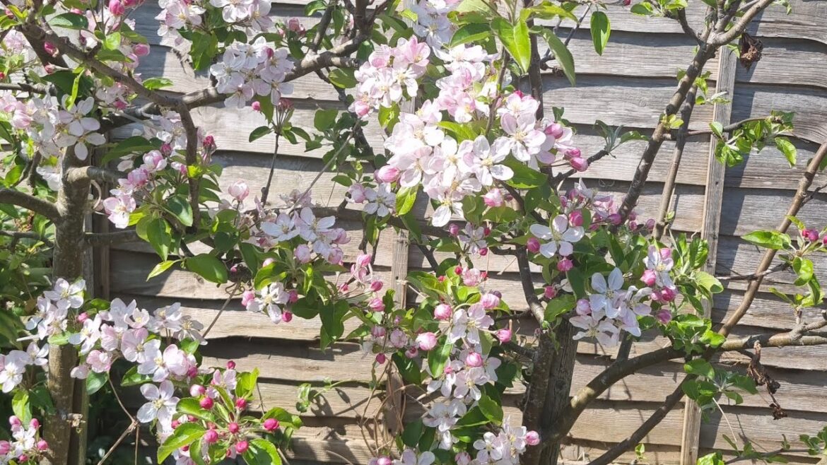 Japanese Theme Garden Update | Zen Garden Design Ideas, Landscaping & Tranquil Backyard Update Japanese Theme Garden Update | Zen Garden Design Ideas, Landscaping & Tranquil Backyard Update