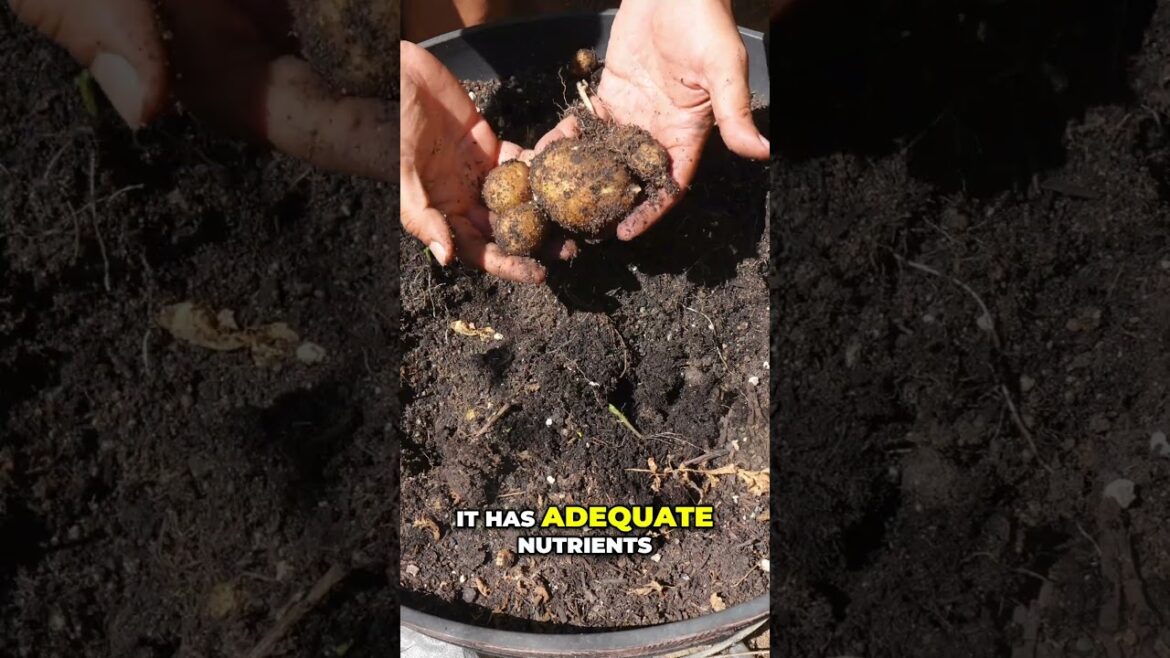 California Gardening: Potatoes: Ground vs Container — Why Containers Stay Smaller #shorts Potatoes: Ground vs Container — Why Containers Stay Smaller #shorts