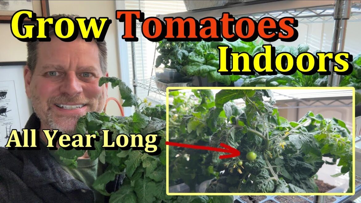 Gary Pilarchik: How to Grow Tomatoes Indoors Under Basic Grow-Lights (All the Steps & Growth Examples) How to Grow Tomatoes Indoors Under Basic Grow-Lights (All the Steps & Growth Examples)