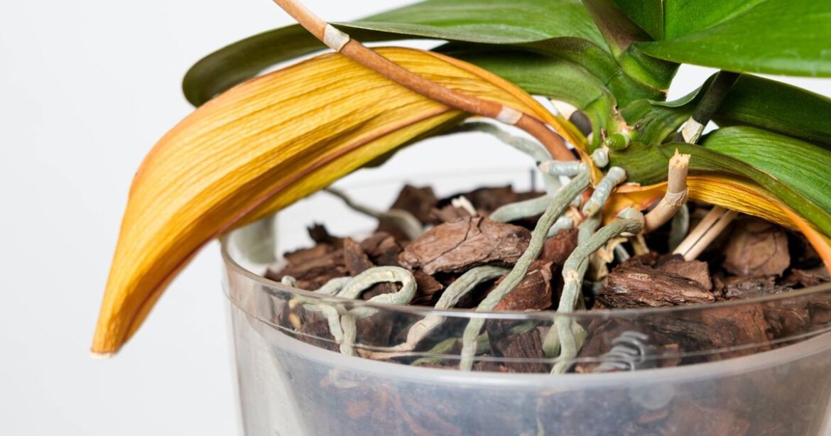Orchids will be healthy and bloom much bigger if fed 1 kitchen leftover each month Daily Mirror