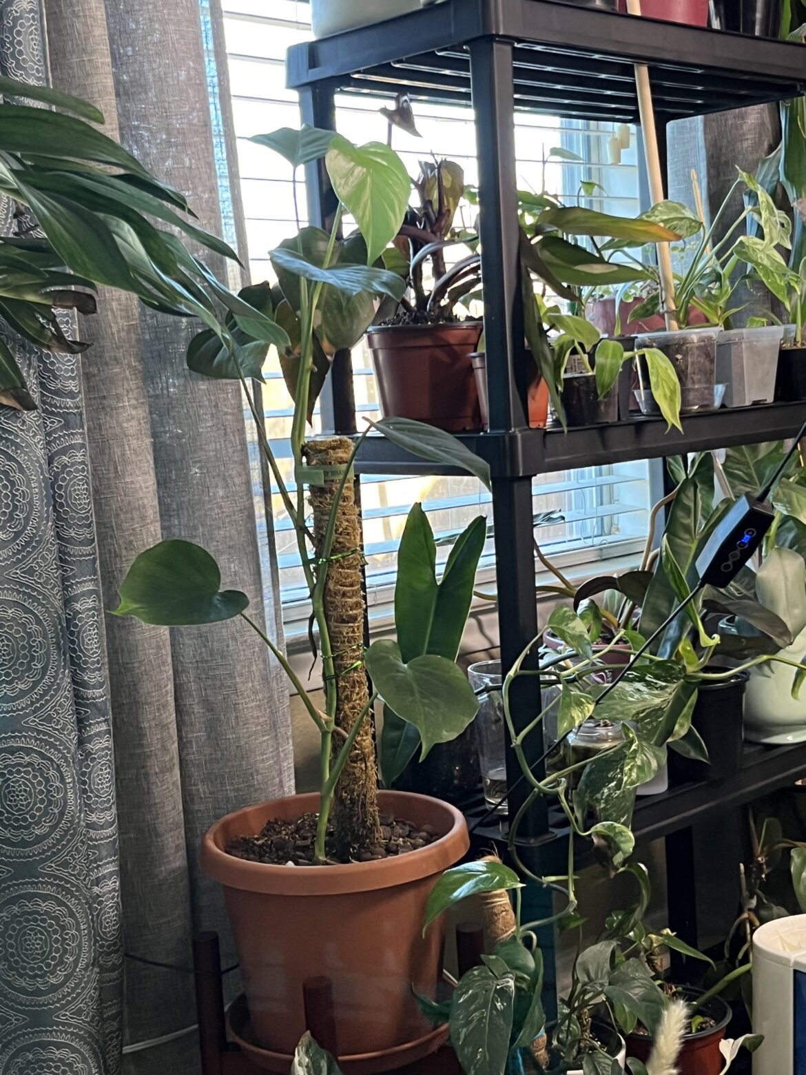 I got this monstera sierrana from someone and it just gave me my first leaf since having it. But since the stem is so small, should I put her in a smaller pot or leave her alone? The soil is perfect