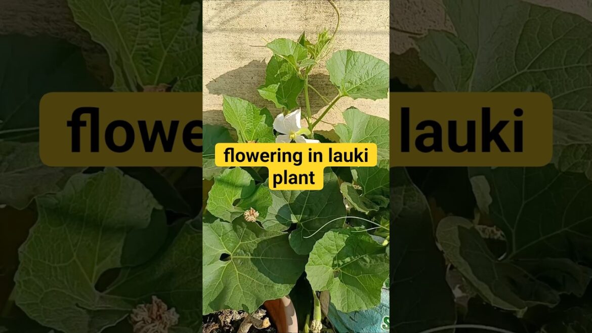 Flowering in Lauki Plant ☘️🌵 #bottleguard #floweringplants