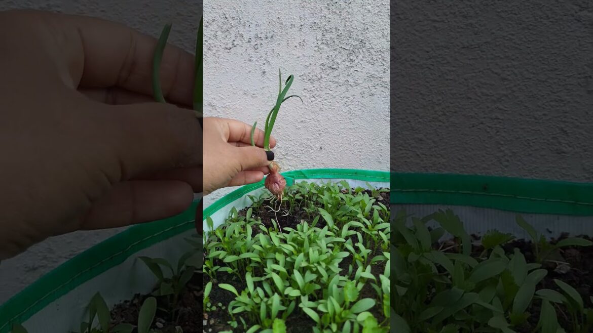 How to start a kitchen garden/Begginers kitchen garden tips/#trending #plants #kitchen #ytshort #1k