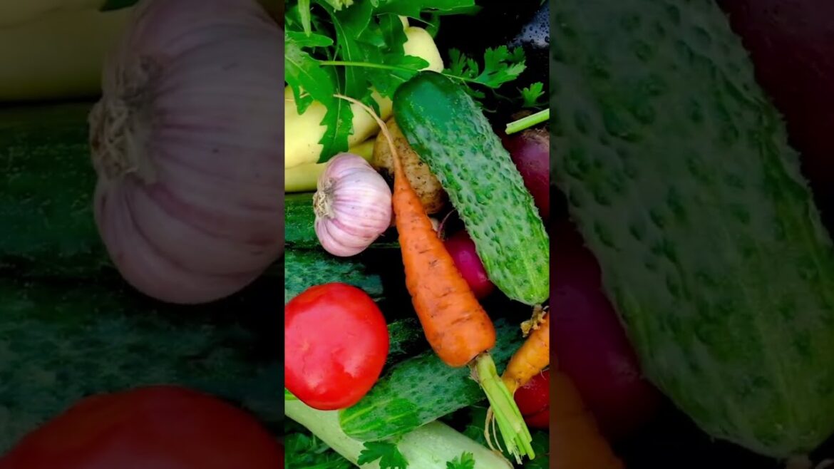 🌱 Grow What You Eat, Love What You Grow