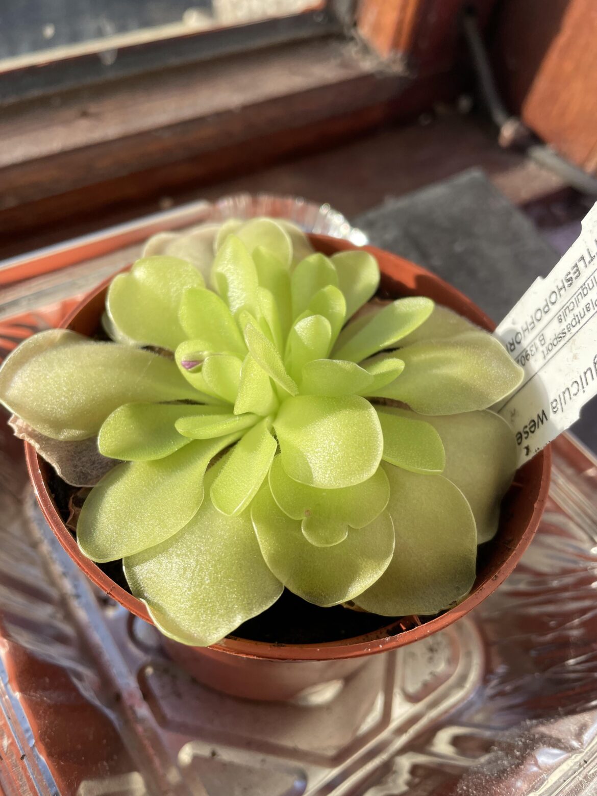 I just noticed my Ping is putting out a flower. Is this normal? I didn’t think it would be doing that in winter.