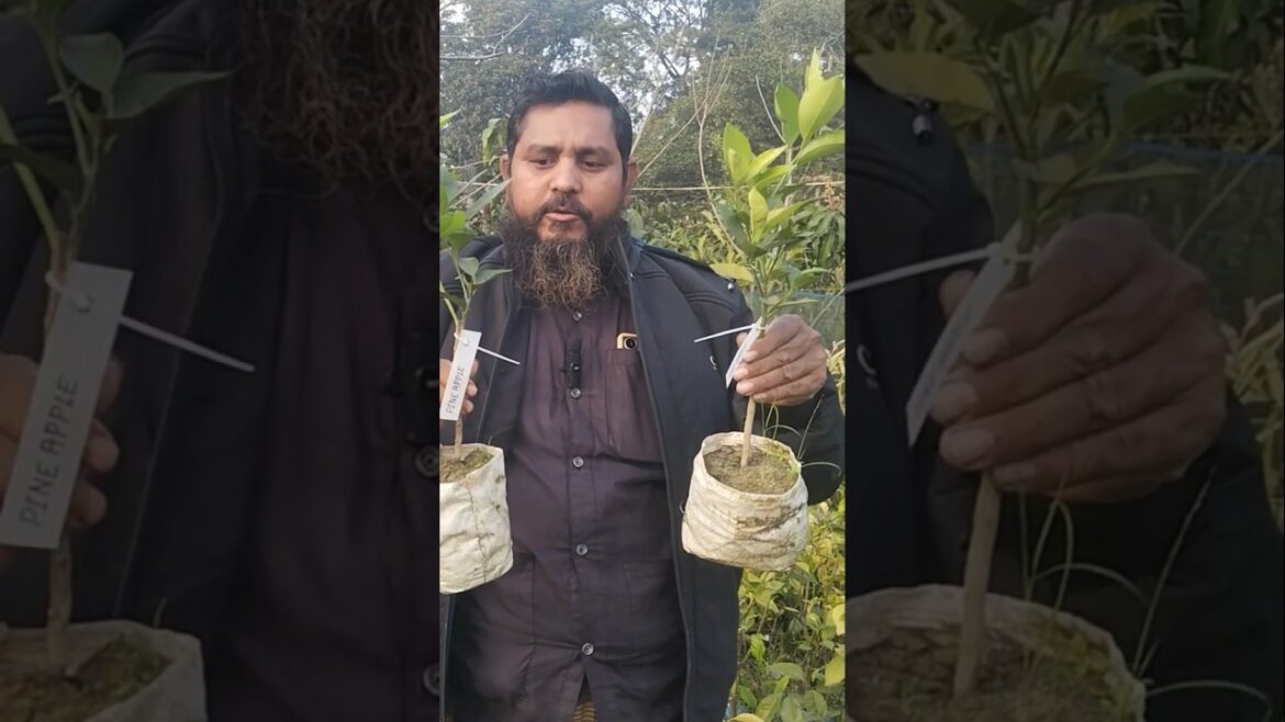 Pine Apple Valencia #shorts #shortvideo #viral Pine Apple Valencia #shorts #shortvideo #viral