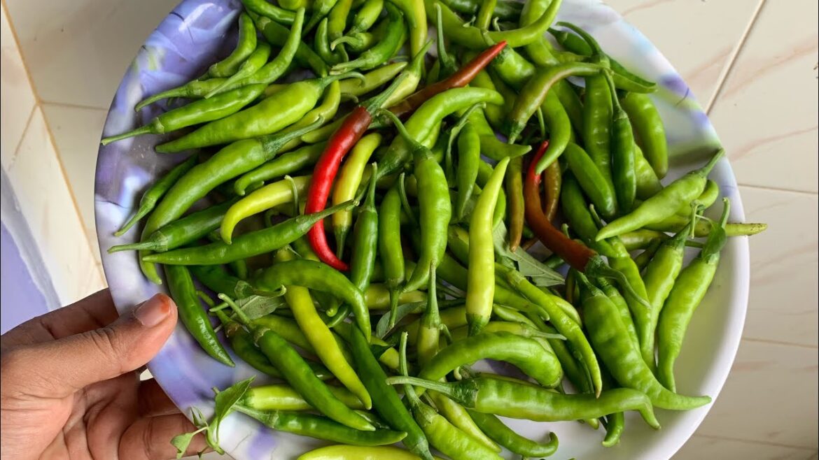 Zero to Garden! 🌱 | Beginner Friendly Vegetable Gardening Basics in Simple Steps |