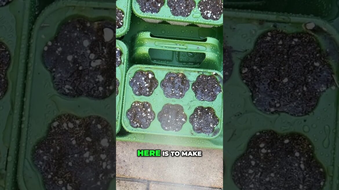 California Gardening: Seed Starting Hack: Perfect Moist Mix + Planting Depth #shorts Seed Starting Hack: Perfect Moist Mix + Planting Depth #shorts