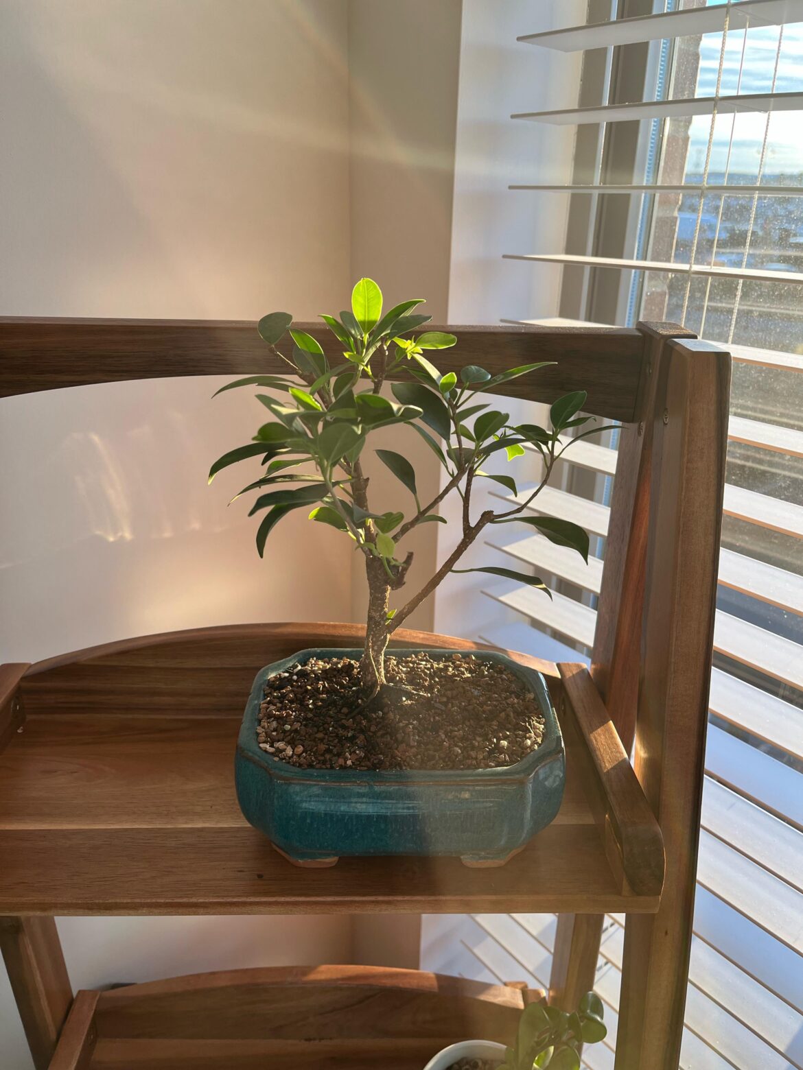 My first Bonsai (Golden Gate Ficus) Any advise is welcome!