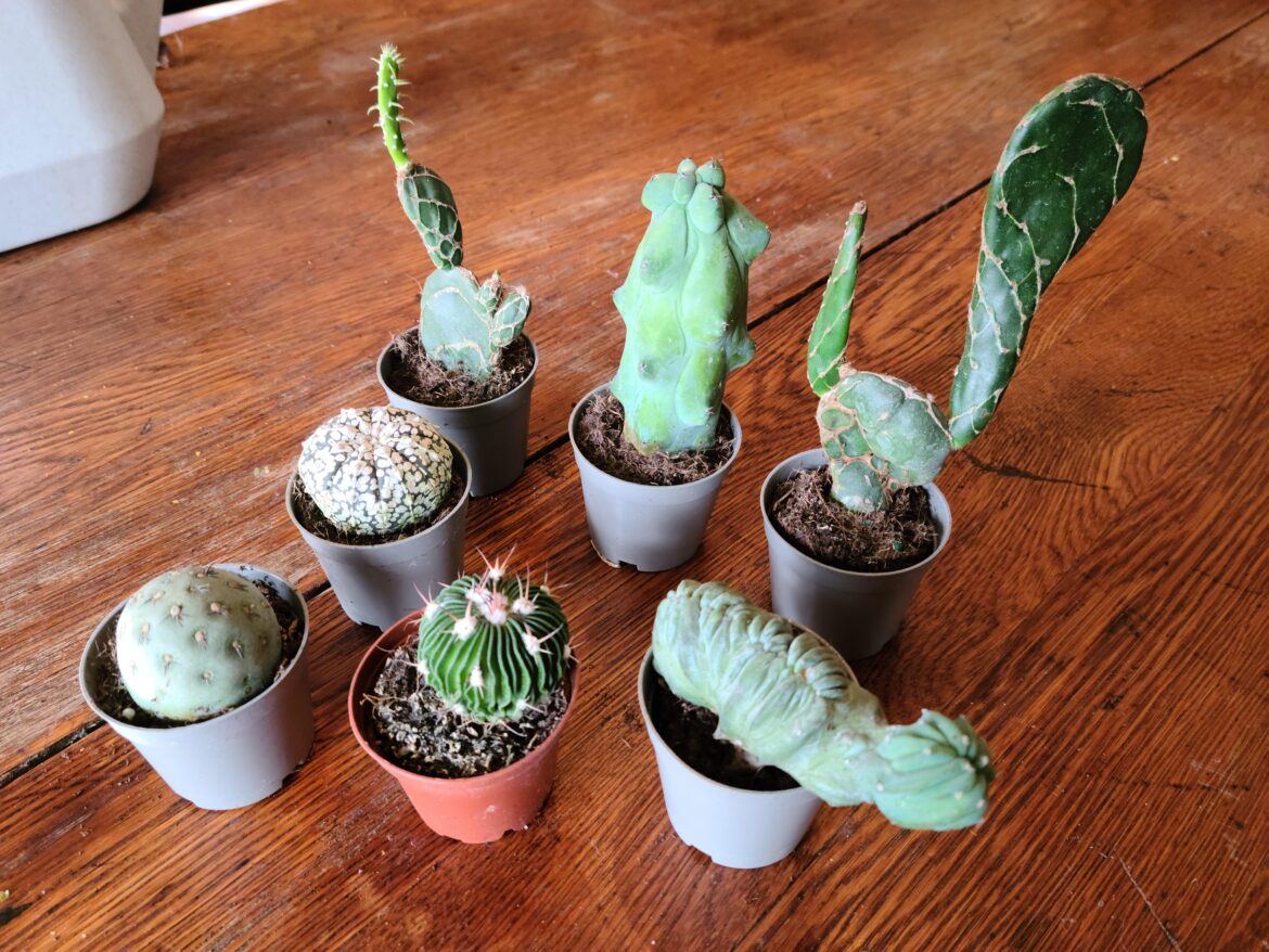 Got me some Walmart Costa Farms freaks.