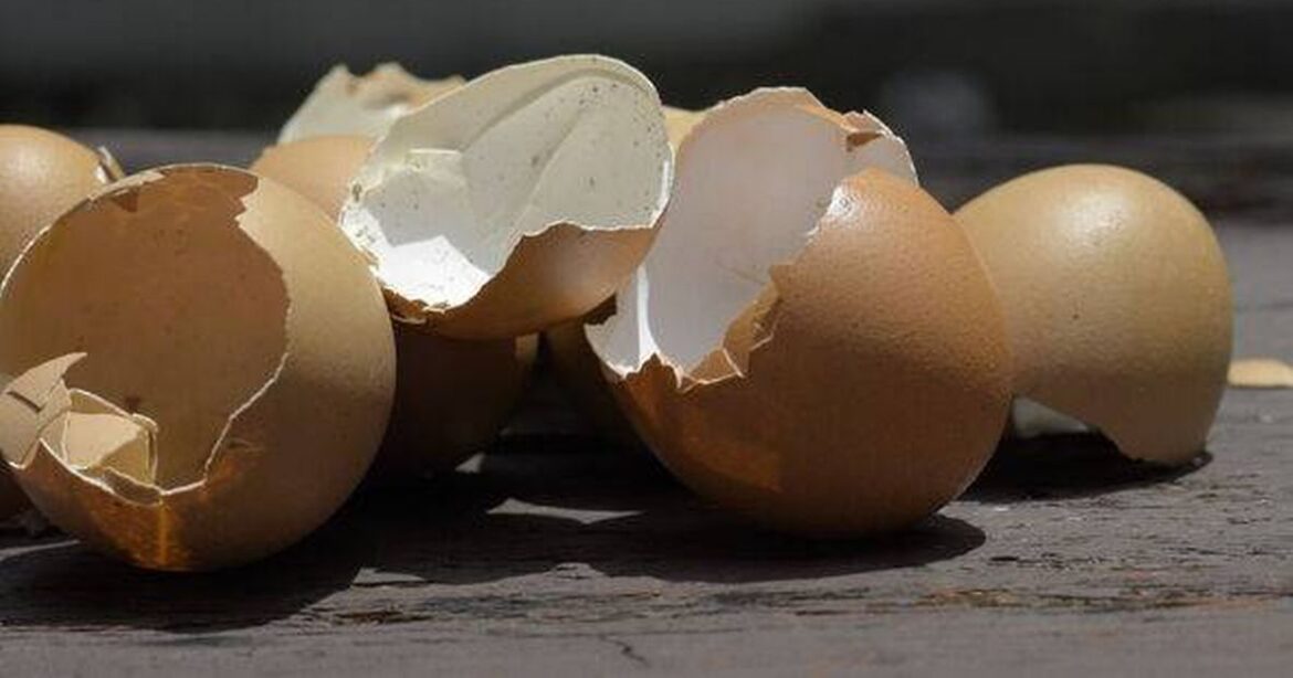 UK households urged to put eggshells in gardens this month Birmingham Live