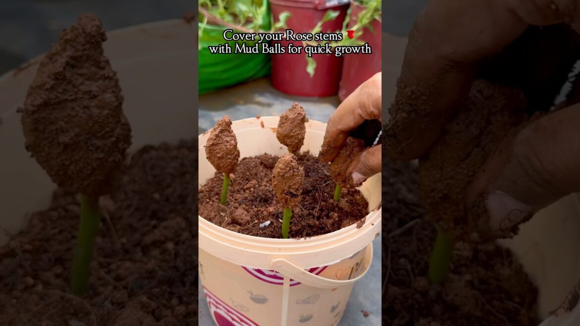 Mud Ball Rose Propagation🌹Easiest Way Ever to grow healthy plants w/o roots Mud Ball Rose Propagation🌹Easiest Way Ever to grow healthy plants w/o roots