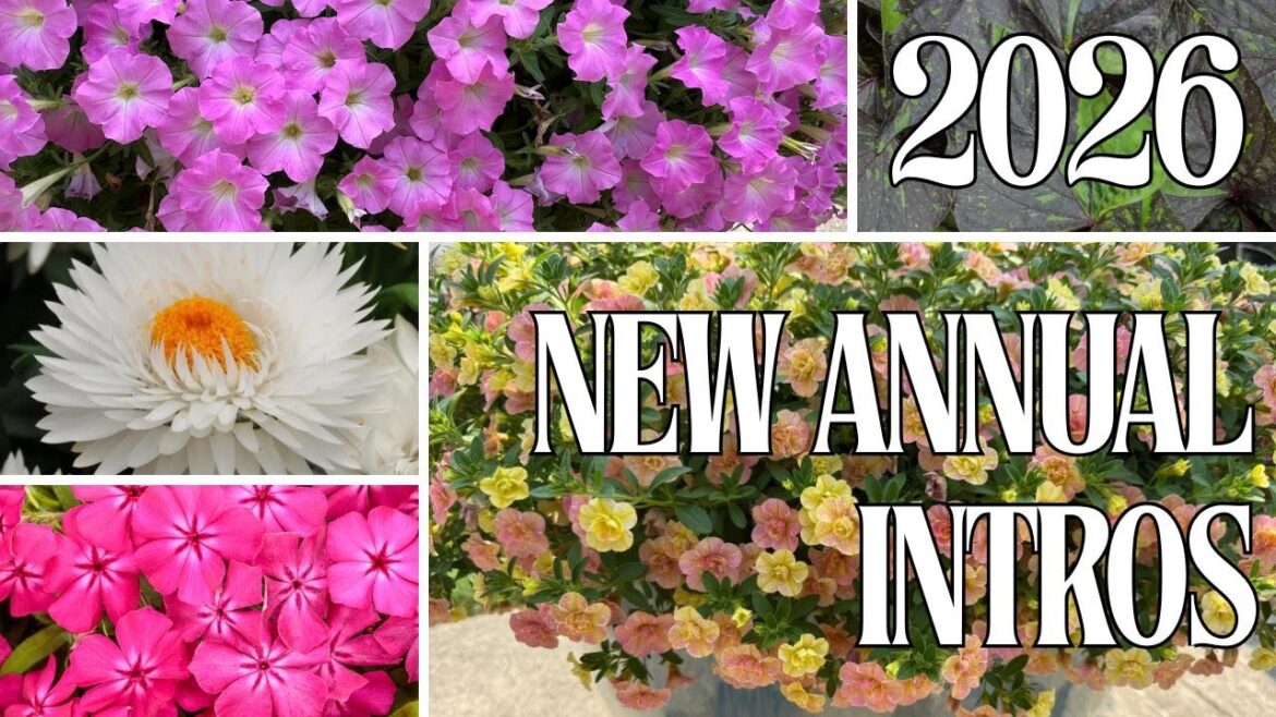 NEW 2026 Annuals You’ll Want In Your Garden 🌸 | Garden Crossings