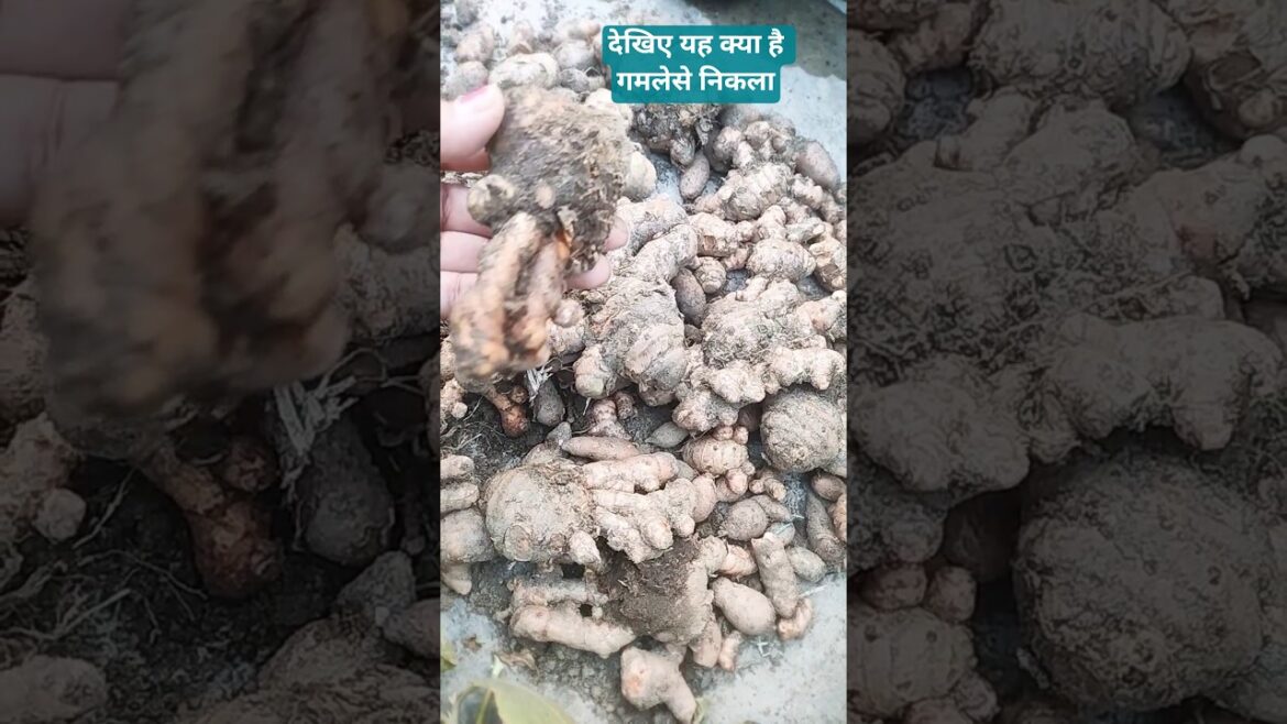 पता नहीं था छोटे दो जीमेल से इतनी सारी यह निकालजाएगी पर यह क्या है देखिए#terrace #gardening #haldi