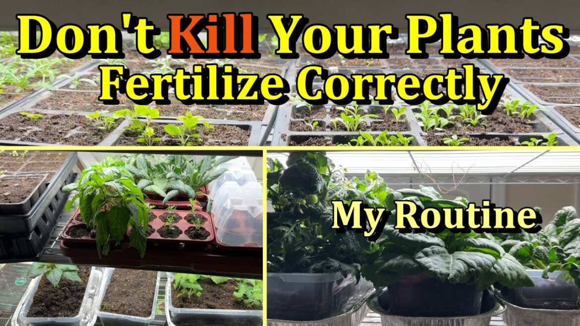 How to Perfectly Fertilize Garden Seed Starts & Transplants (Indoors & Greenhouses)
