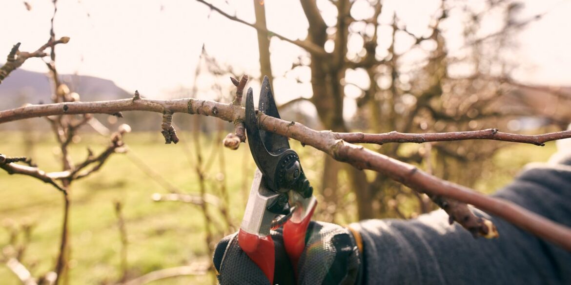 5 Winter Garden Chores Worth Doing (Plus 3 to Skip)