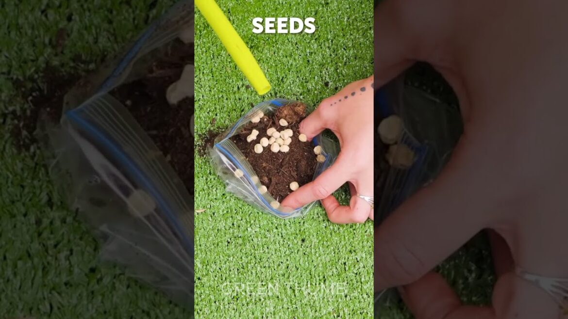 The MOST Effective Way to Grow Garlic, Salad and Flowers🪴
