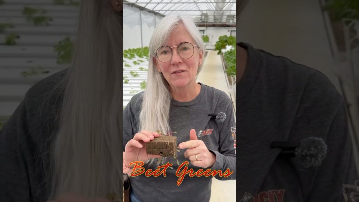 The one mistake that stalls hydroponic greens #gardening #fails