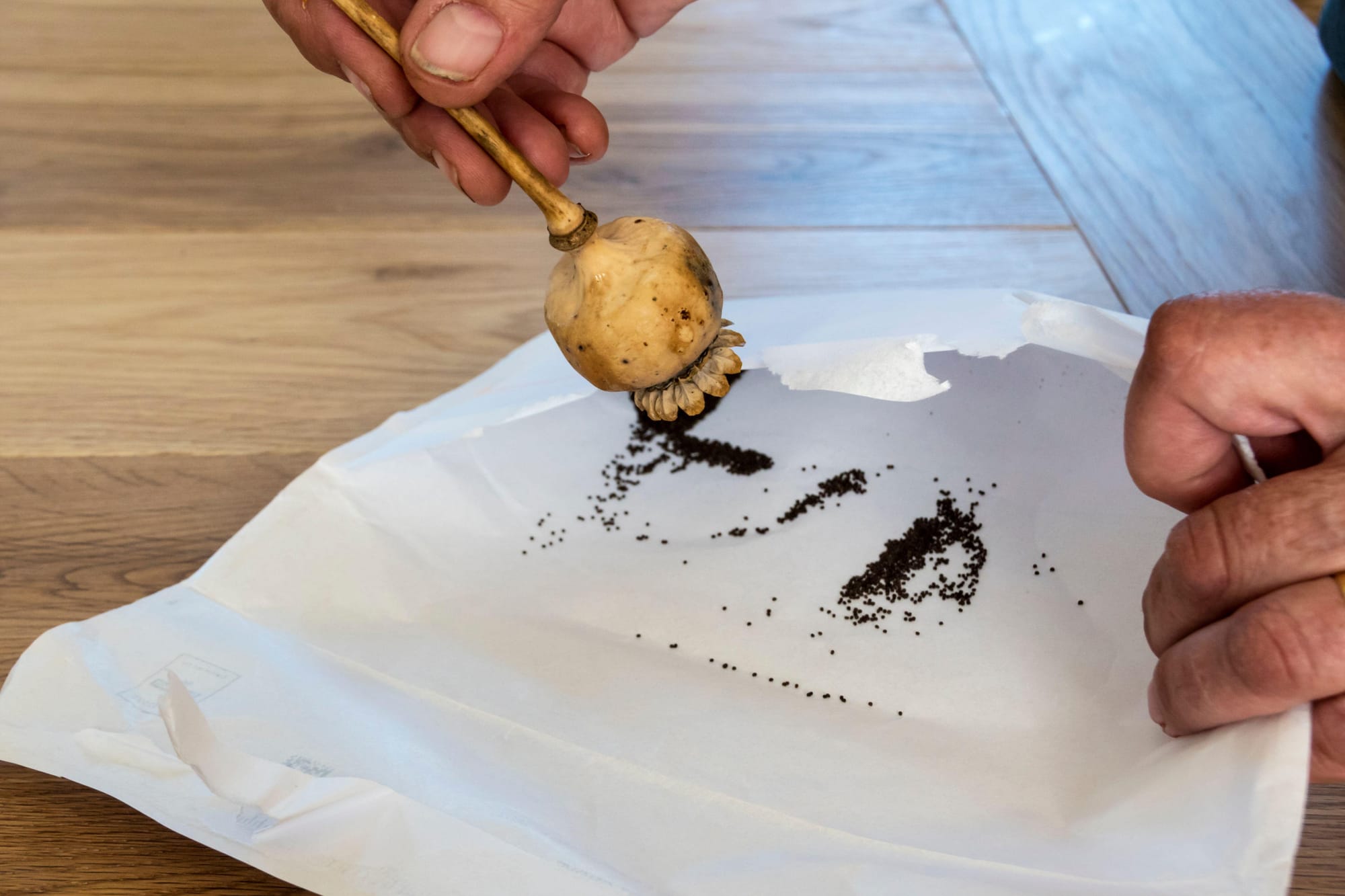 This is an undated stock photo of someone saving poppy seeds. See PA Feature GARDENING New Year. WARNING: This picture must only be used to accompany PA Feature GARDENING New Year.