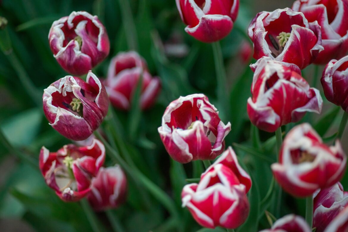 [OC] Tulipa (white tipped red tulips)
