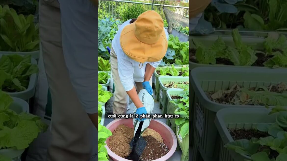 Hướng dẫn trộn đất trồng rau ăn lá, rau gia vị  !  #meolamvuon #meohay #pvietnam