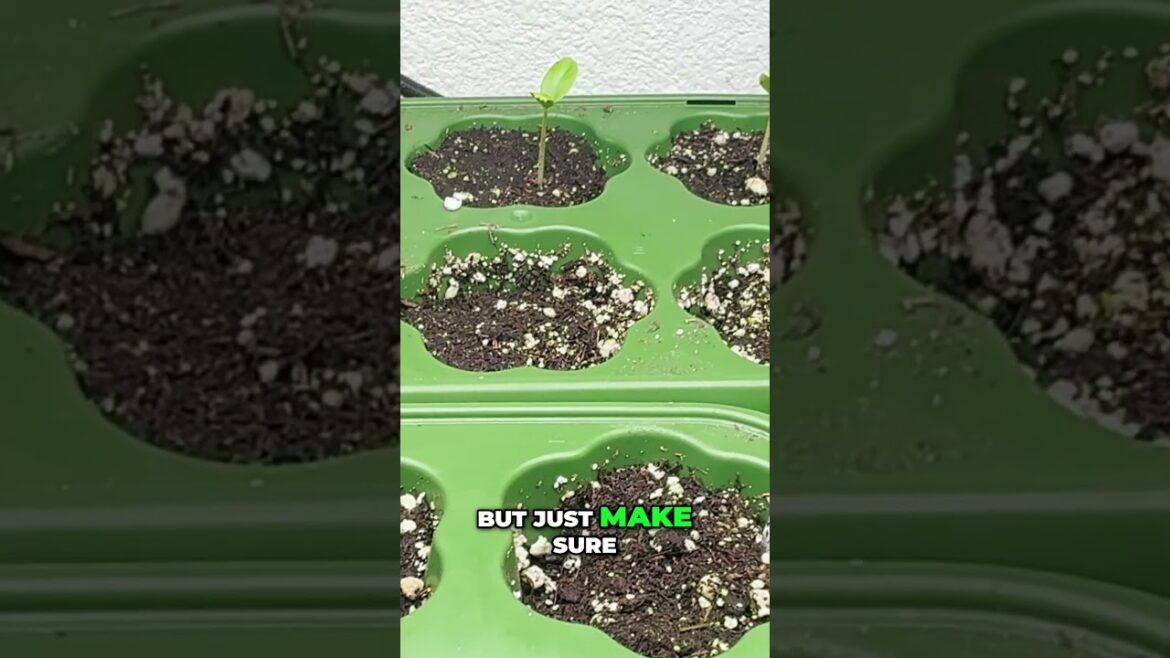 Seed Germination Tip: Remove the Humidity Dome at the Right Time #shorts