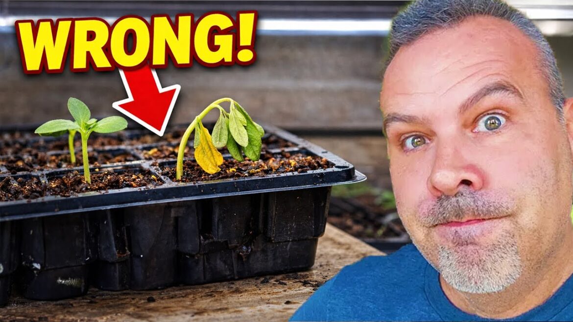 This Is Why Indoor Seed Starting Fails