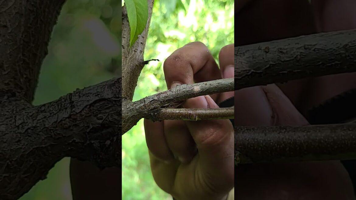 new modal of grafting method for front plant #treanding #grow #shorts new modal of grafting method for front plant #treanding #grow #shorts