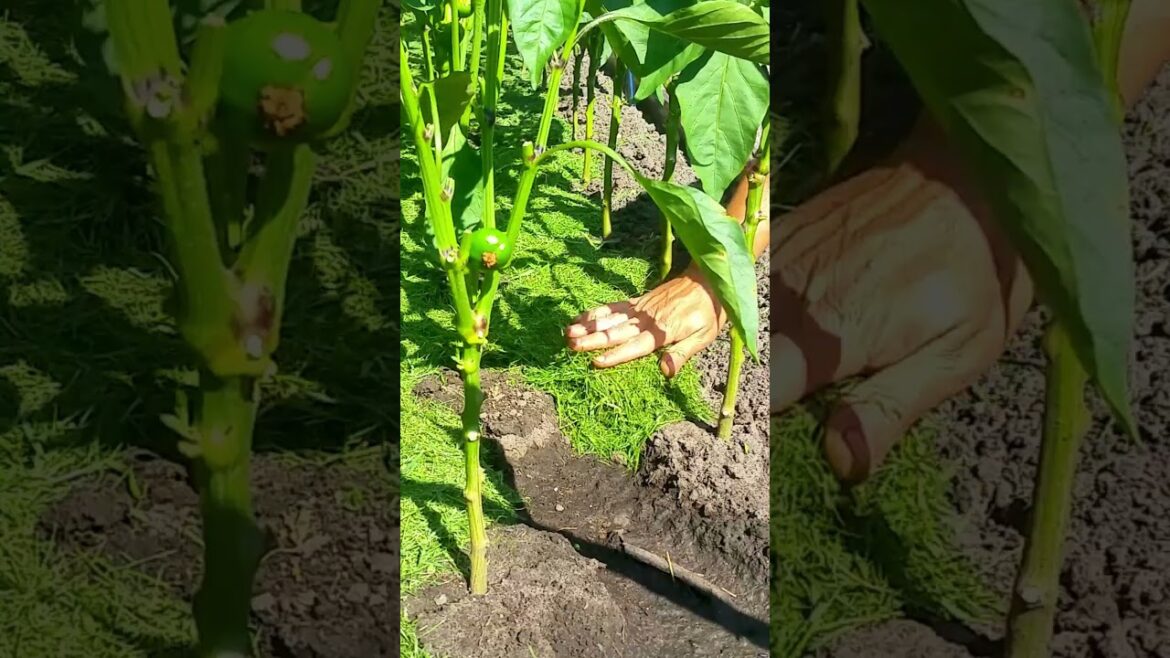 Six Years of Our Gardening (Episode 92)
