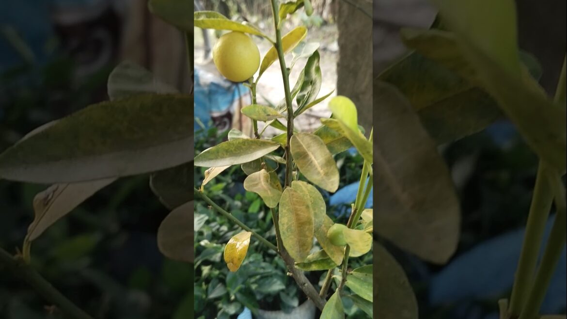 Pakistani pati lebu plant #shorts #shortvideo #viral