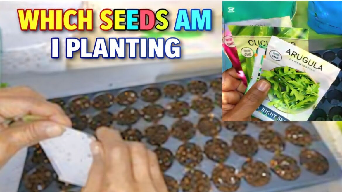 LET'S PLANT SOME VEGETABLE SEEDS// #sowingseeds #vegetablegardening