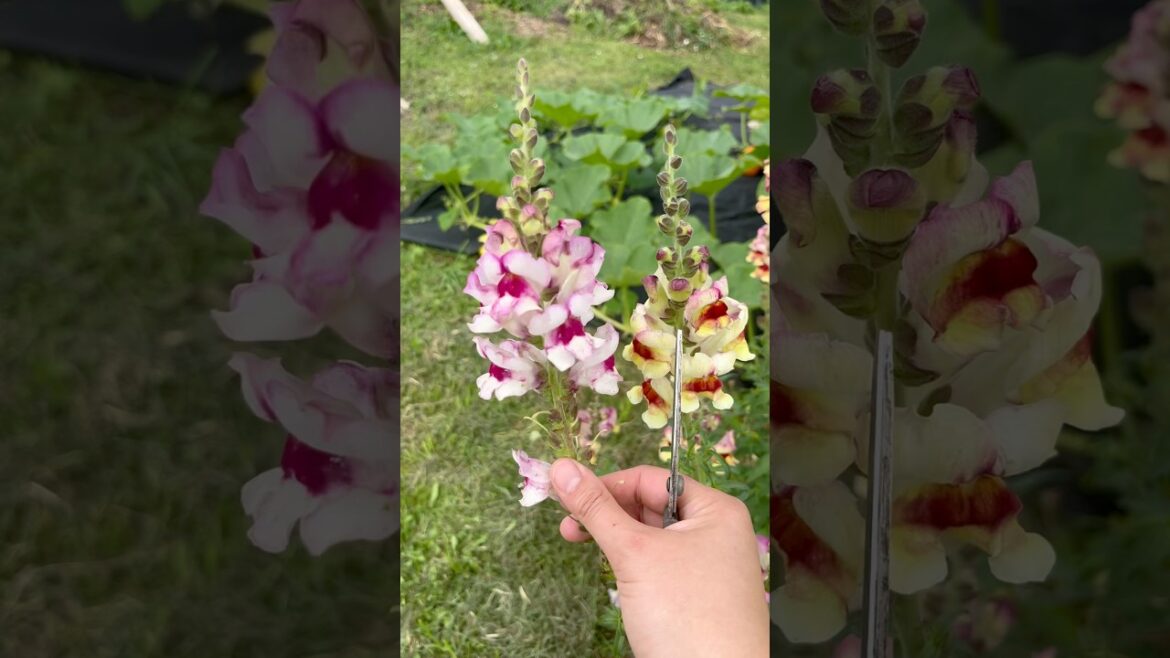 Bouquet from the Garden! 🌸🌼🌷 #garden #flowers #backyardgarden #flowergarden #bouquet #harvest