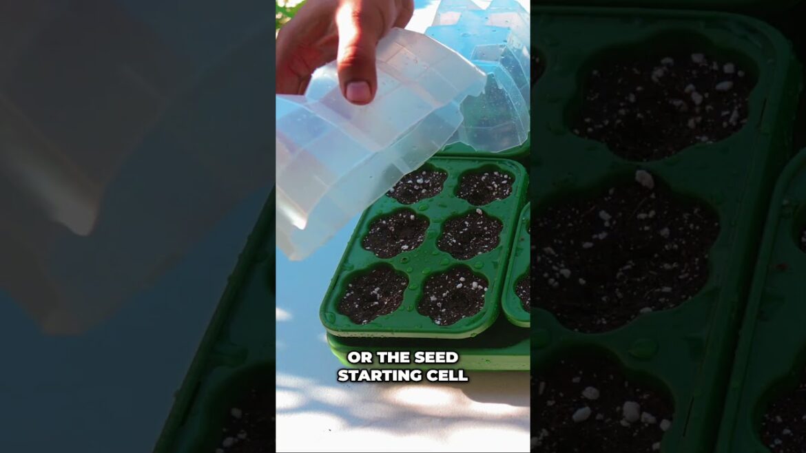 Seed Starter Setup: Sturdy Cells + Humidity Dome Basics #shorts