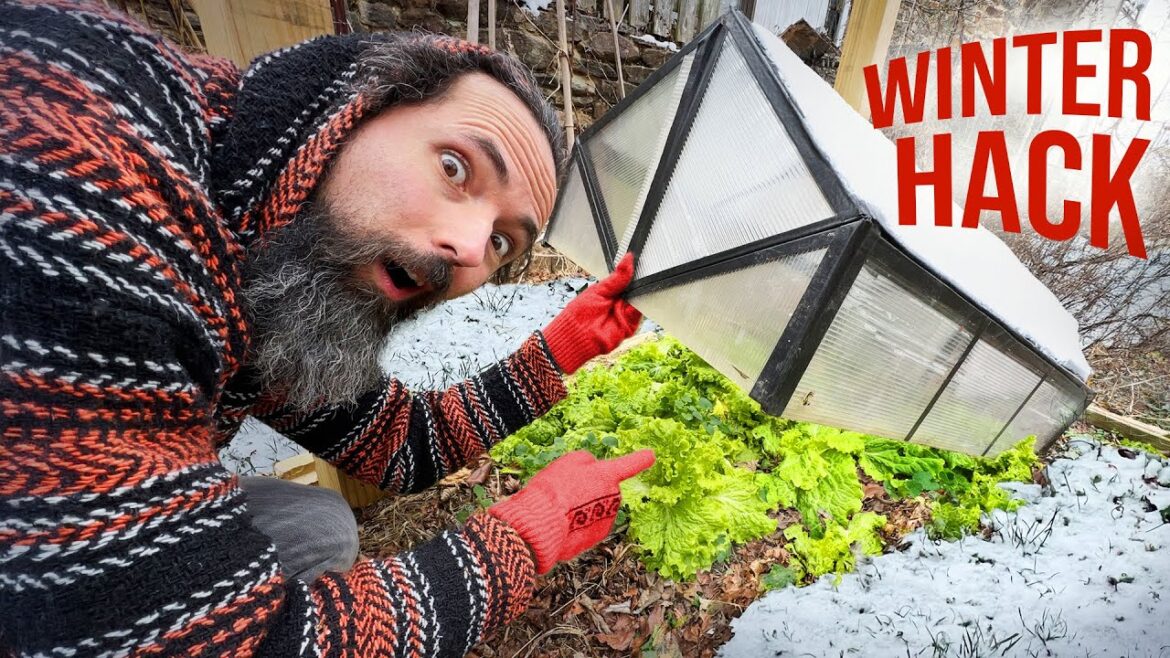 Grow Salad all Winter with this Genius Garden Hack