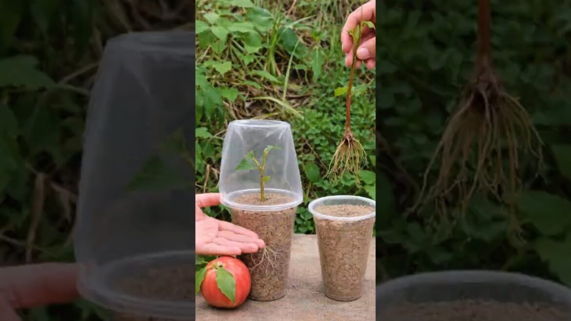 Propagating Peach Trees by Cuttings π Simple & Effective Method | Super Farm Tech Hub #farminglife Propagating Peach Trees by Cuttings π Simple & Effective Method | Super Farm Tech Hub #farminglife