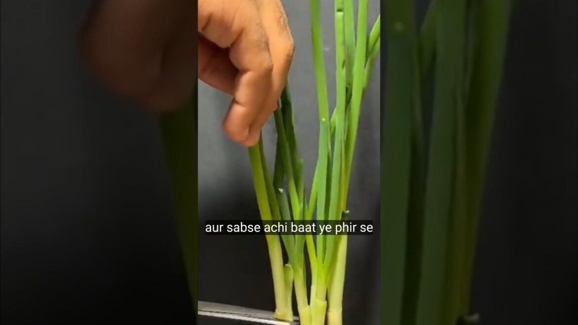 प्याज़ कैसे उगाएं #shorts #youtube #youtubeshorts प्याज़ कैसे उगाएं #shorts #youtube #youtubeshorts