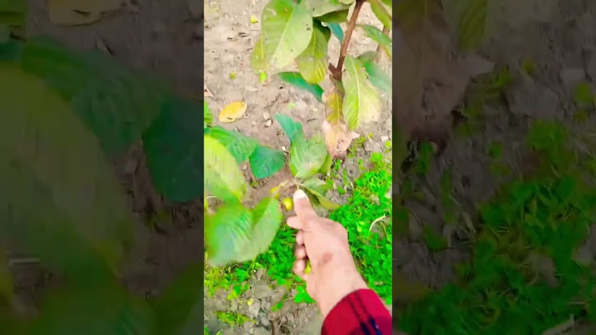 Fast Plant Growth Secret | Plants Ko Tezi Se Badhane Ka Raaz #shorts #gardening #gardeningshorts Fast Plant Growth Secret | Plants Ko Tezi Se Badhane Ka Raaz #shorts #gardening #gardeningshorts