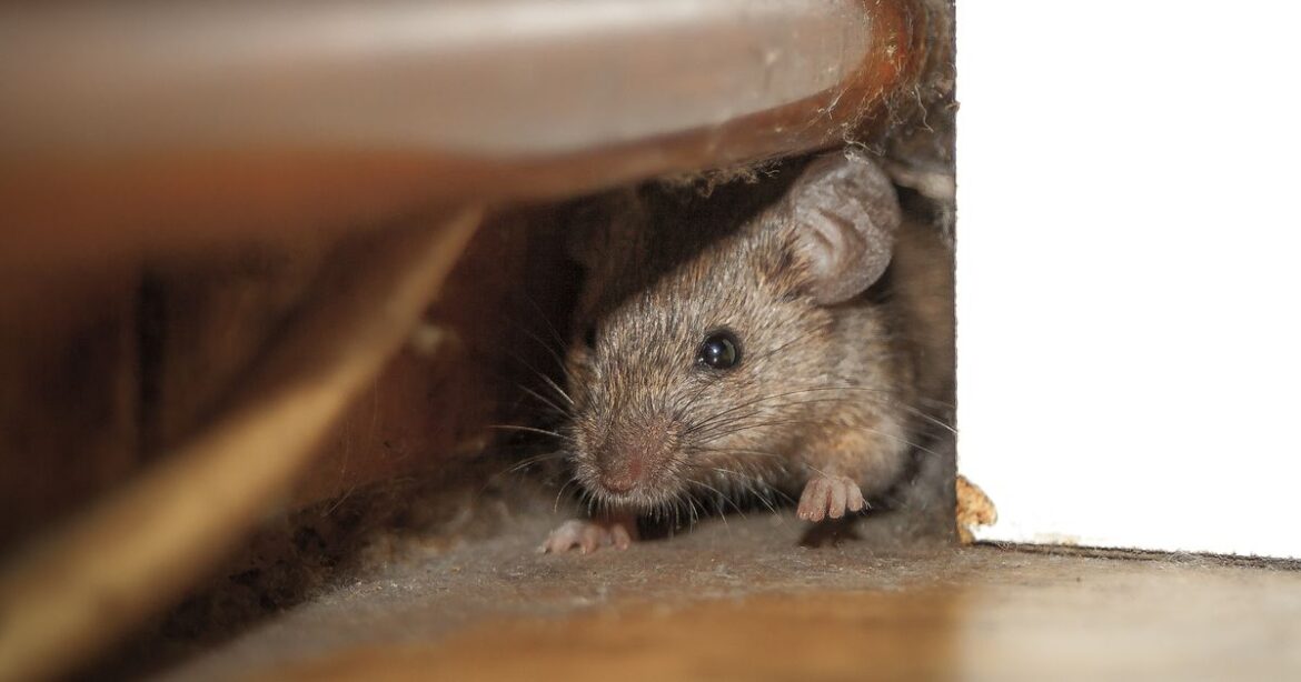 Deter rats from your home this January by placing 1 common kitchen ingredient in garden Irish Mirror