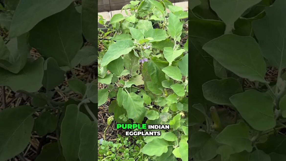Garden Update: Roma Tomatoes + Eggplants (What’s Working) #shorts