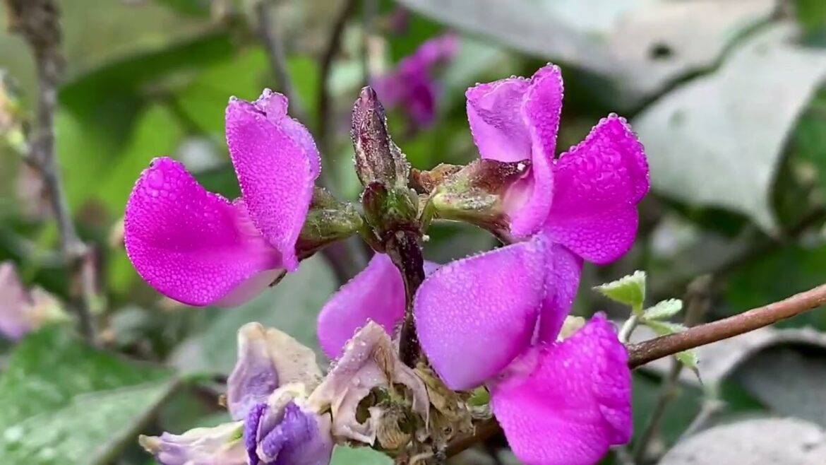 After Knowing Its Benefits, You Can’t Say No to This Vegetable #video #viralvideo #viral