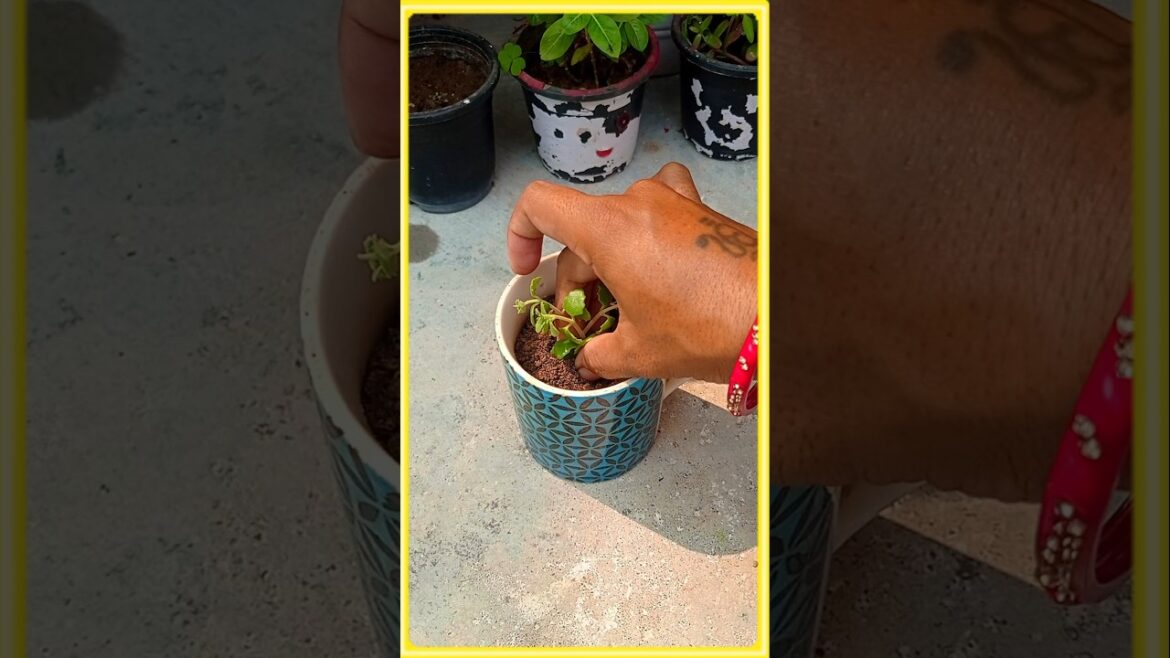 🌱 Nature Gardening Plants 🪴✨💚#gardeningideas #viral #shorts #gardeningtips