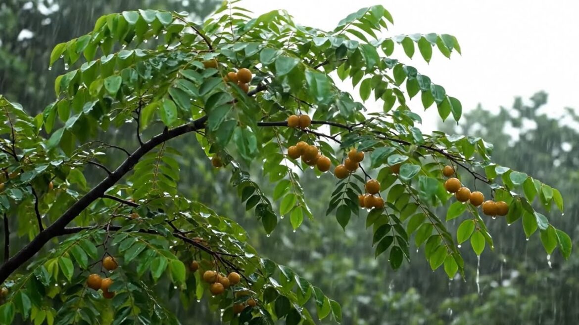 Peaceful Backyard Landscapes to Unwind, Rain at the plantation