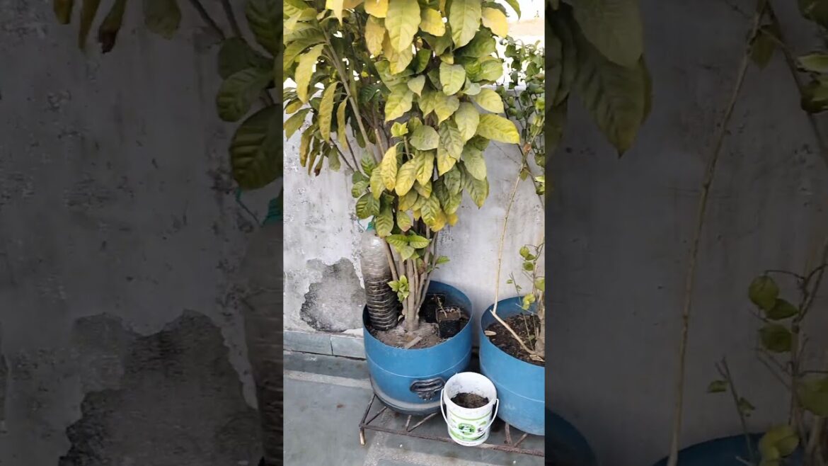 Meri fruting plant ka secret #theplantpassion #shortvideo #shorts #short #lemon #plants #viral