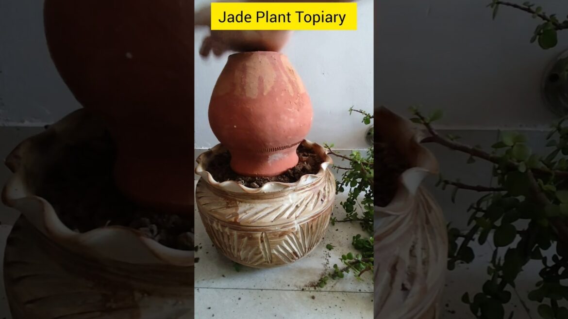 Jade Plant Topiary, full video link in screen 🔗#garden #tips #shorts #jade #gardening
