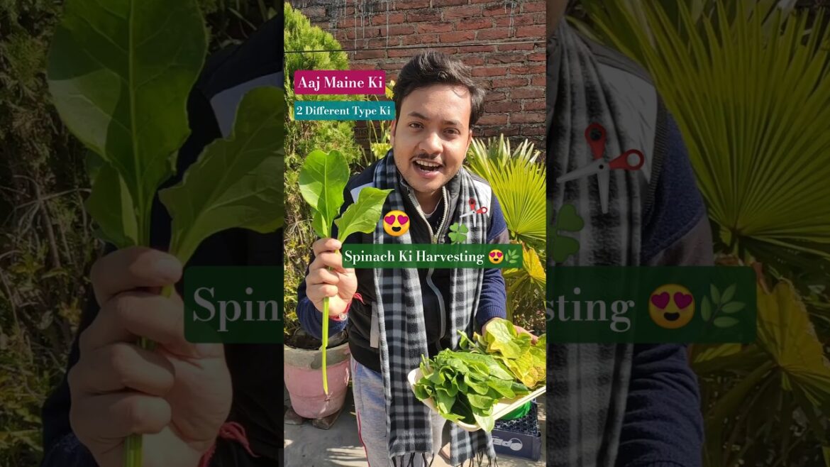 🔥“ऐसी पालक आपने नहीं देखी होगी 😲 | दो Varieties की Harvesting” 🥬  #shorts #spinach #harvest