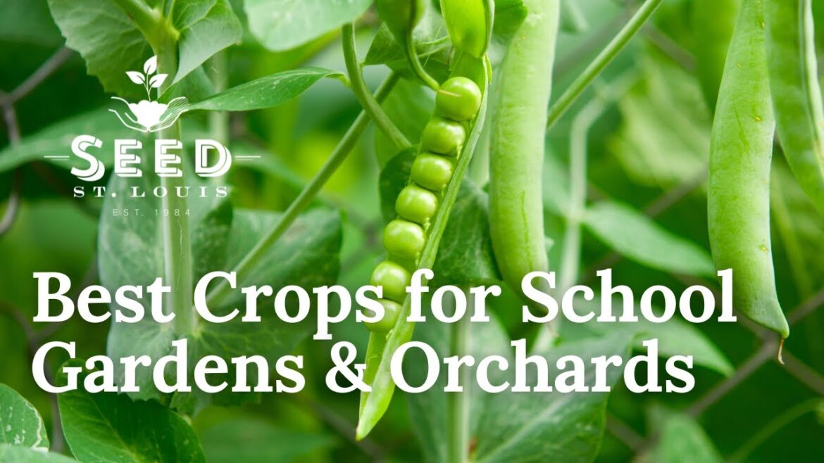 Best Crops for School Gardens & Orchards