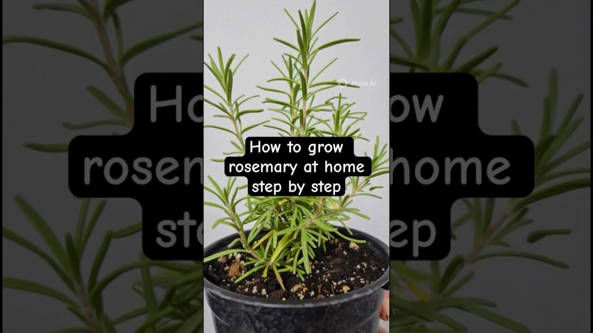 “How to grow rosemary plant | Super easy!” 👉 Subscribe for more easy gardening tips