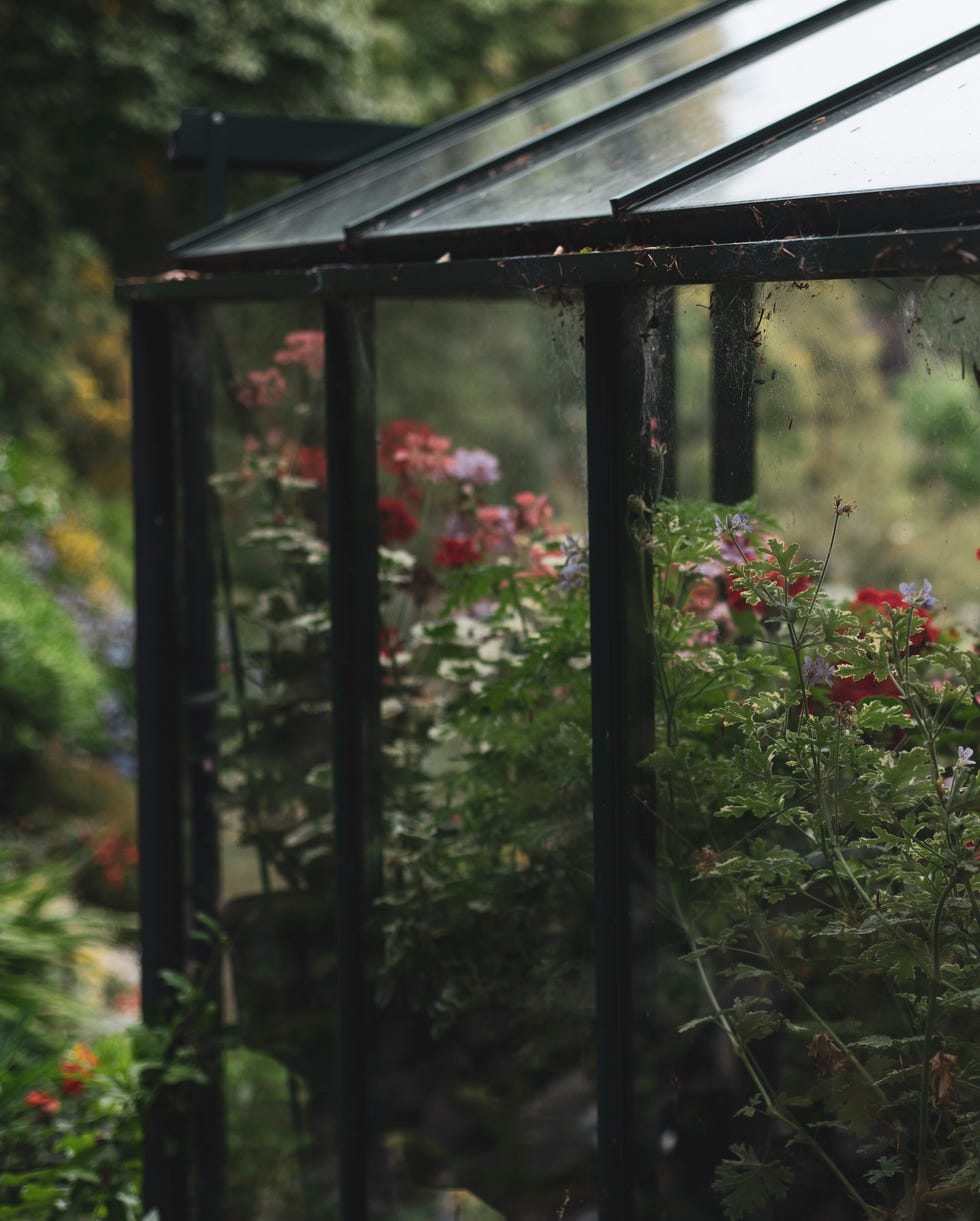 greenhouse with flowering plants