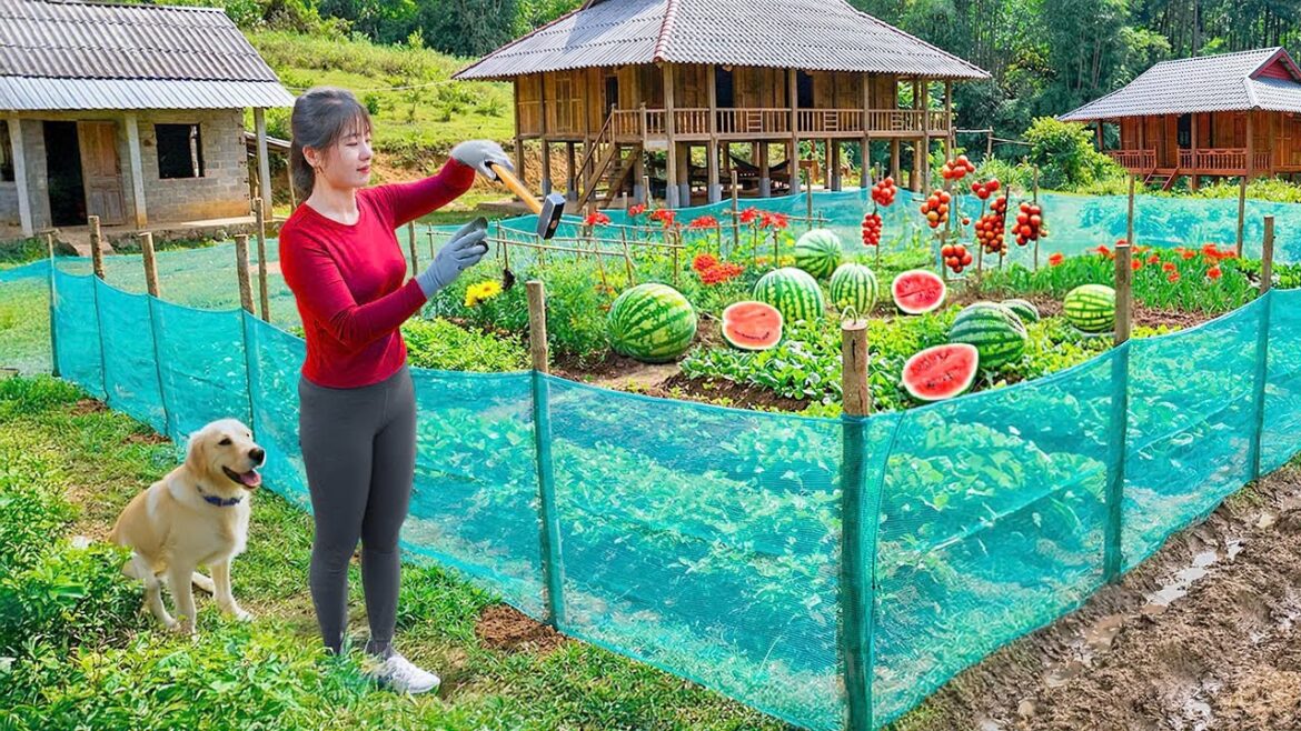 Weeding, Hoeing, Creating beds, Fences for Vegetable Gardening, Preparing to Plant Winter Vegetables